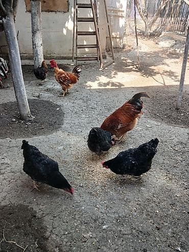 dekarativ quslar: Yumurtlayan toyuqlar, xoruzlar, çolpalar, 1 aylıq cücələrdə var — 4