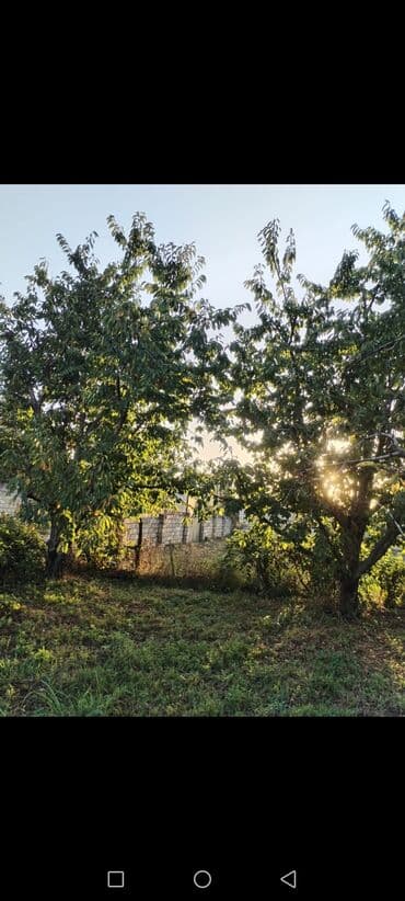 24 sot, Kənd təsərrüfatı, Kupça (Çıxarış)