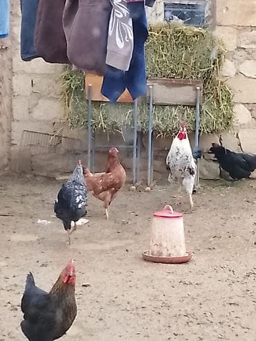 Atlar: Satılır: toyuqlar hamsı cavandı yeni yurtlamağa başlayıblar - Növlər — 3