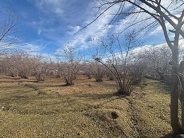 Mənzillər: Satılır: Böyük həyətyanı torpaq sahəsi və kənd evi - Geniş — 8