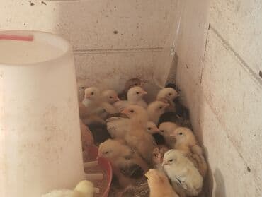 hinduska balasi satilir: Toyuq cücələri, Damazlıq, Ünvandan götürmə, Pulsuz çatdırılma, Ödənişli çatdırılma — 4