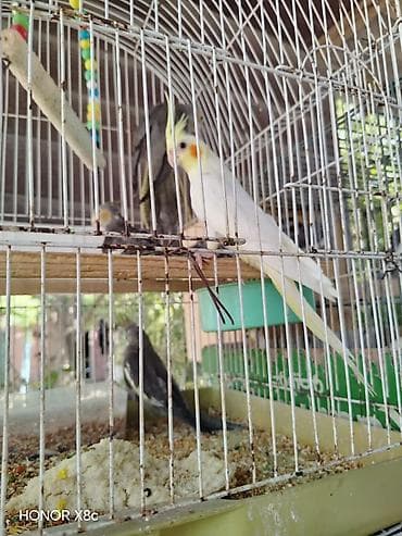 feniks quşu: Nimfalara (Cockatiel) aid quşlar - Növ: Nimfa (Cockatiel), daraqlı — 8