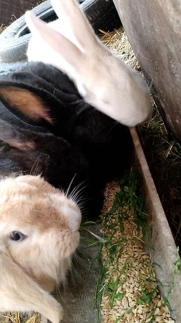 akvarium balıq növləri: Bk — 1