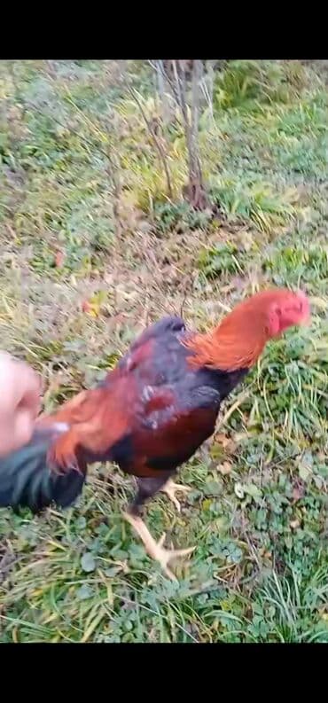 Hyundai: Apler beçesidi 3kq çekisi ata 4 udmuş meydan xoruzu ana terefide — 3