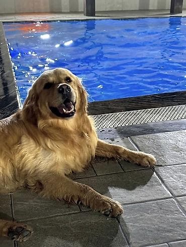 sort itler: Retriever, 5 il, Erkek, Cütləşmə üçün — 2