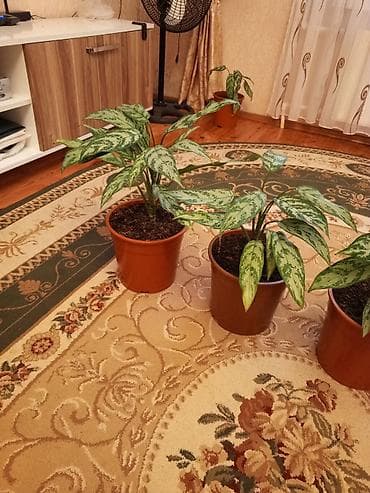 devedabani bitkisi: Aglaonema (Çin həmişəyaşılı) otaq bitkiləri - Növ: Aglaonema — 4