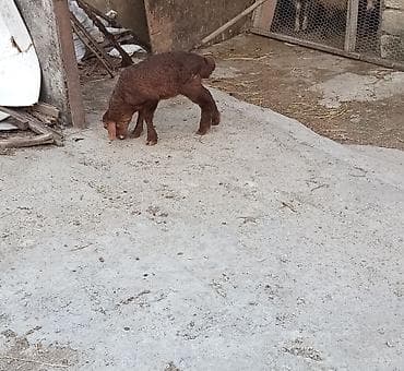Erkek quzu ot arba yeyir 155 manat erkek dir - Cins: quyruğu qısa lalafo.az -da Erkek quzu ot arba yeyir 155 manat erkek dir - Cins: quyruğu qısa
