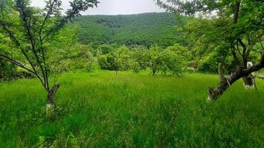 masallı kirayə ev: 20 sot, Mülkiyyətçi, Kupça (Çıxarış) — 1