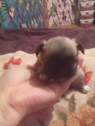 маленькие собаки в баку: Пекинес, 1 месяц, Самка, Самовывоз — 1