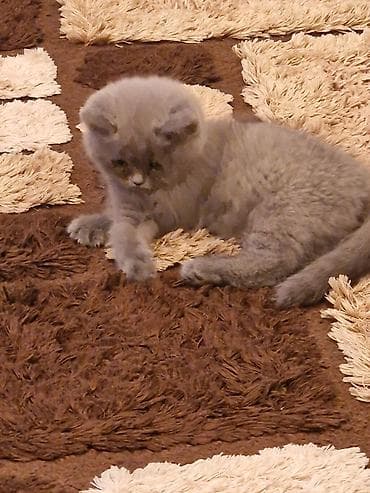 Akvariumlar: Britan — 8