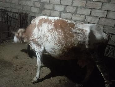 Коровы, быки: Südlük inək 8.10l süd verir.təpik atan inəkdi.ayağın bağlamamış sağmaq — 2
