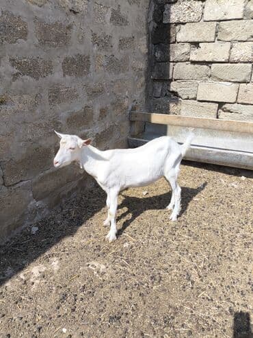 Yemlər: Dişi, il: 2, Südlük — 8