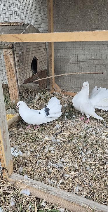 qus iran: Salam çüt deyillər ancaq erkək dişidilər hər ikisinin çütün pişiy — 5