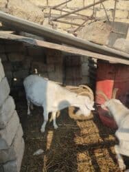 Коровы, быки: Самка, лет: 2, Для молока — 2