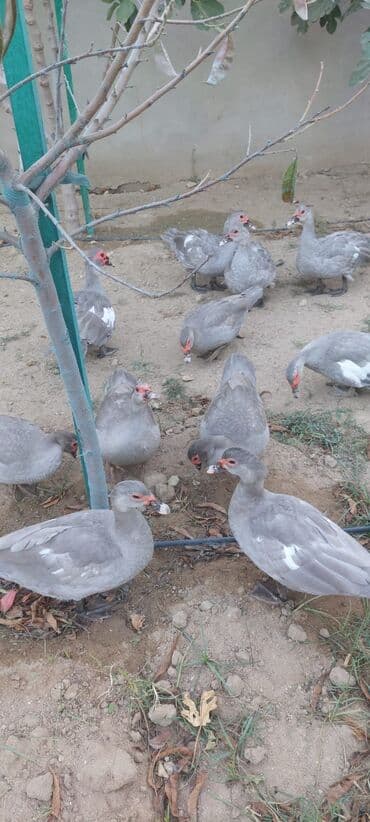 ördək balası və cücə: Muscovy (barbarı) ördəkləri – bala və yeniyetmə yaşda sürü - Rəng — 10