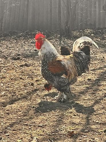 Tam sağlam kend xoruzları satılır iri xoruzlardı hem damazlıq hem