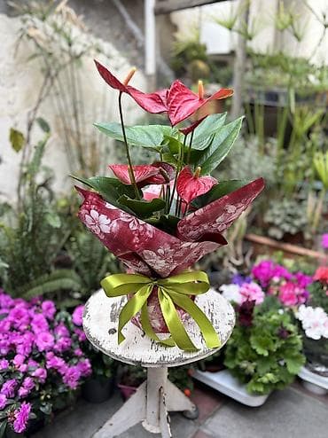 suni gullerin satisi instagram: Hündürlük dibçəklə 45sm. Vatsapp mövcuddur!. Çatdırılma metrolara — 1