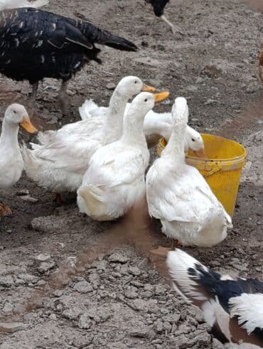cins inekler: Satılır: Pekin cinsli ağ ördəklər. Say çoxdur - Ağ lələklər, narıncı — 1
