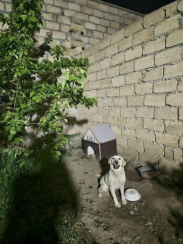 heyvan hekimi: Labrador-retriver, 2 il, Dişi, Ünvandan götürmə — 2