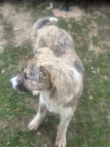 quzu qiymətləri: Qurdbasar, 5 ay, Erkek, Ünvandan götürmə — 2