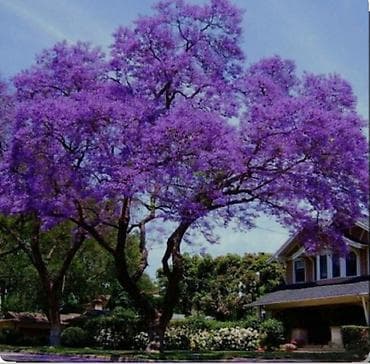 etotu bitkisi: Paulownia Tomentosa toxumları – premium sort Məhsul: - Paket: zipli — 3