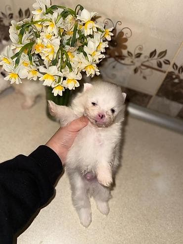 ucuz itlər: Şpitz, Erkek — 3