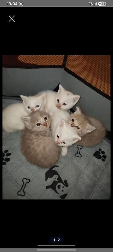 cins keci: Britan, Ünvandan götürmə — 4