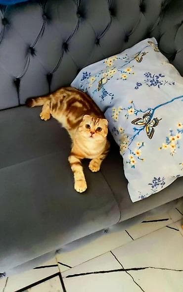 Gəmiricilər: Şotland yastı qulaq — 5