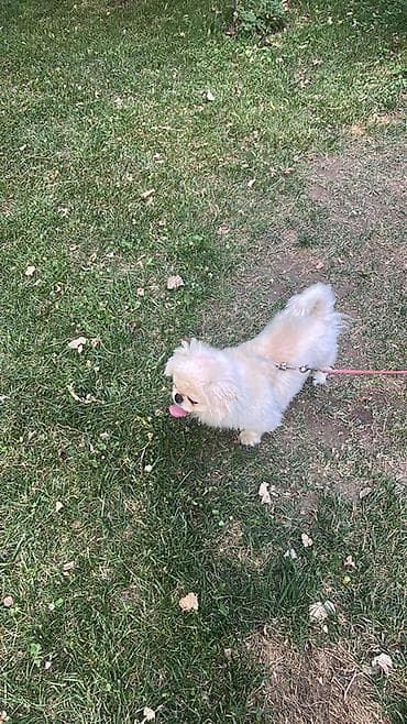 it heyvan: Pekines — 2