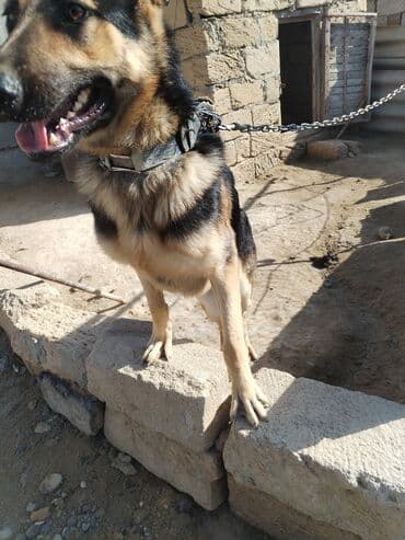 собака отдам в хорошие руки: Alman çoban iti, 6 ay, Erkek — 3