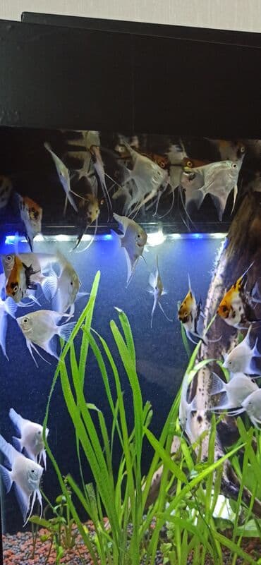 balıx: Mələk balığı (skalyari), Sülhsevər — 4