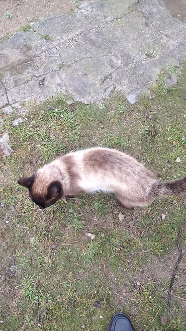 pisik almaq: Siam — 8