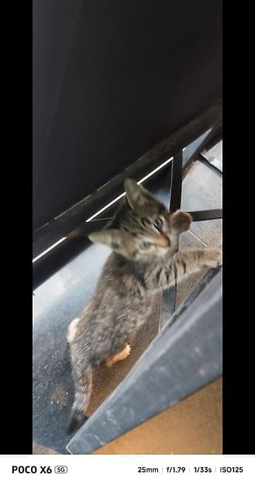 bala ordək: Tabbi, Yaxşı əllərə — 3