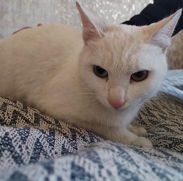 qoyun ucuz: Dişi, Yaxşı əllərə, Pulsuz çatdırılma, Ödənişli çatdırılma — 1