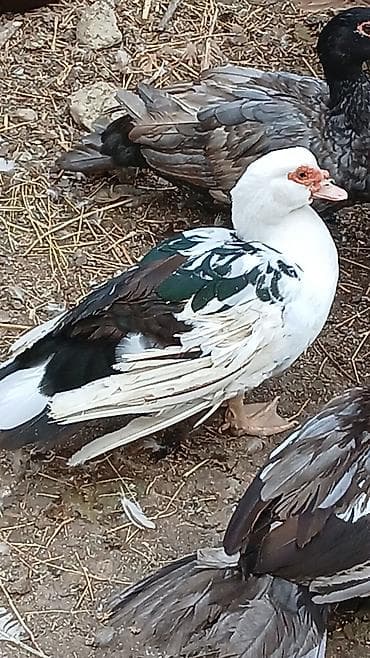 qus iran: Muscovy (Indoördə) ördəkləri – müxtəlif rəng çalarlarında. - Cins — 1