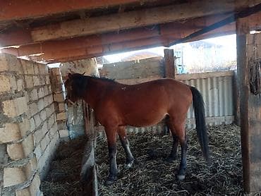 heyvanlar ucun: Yorğa atdır — 2