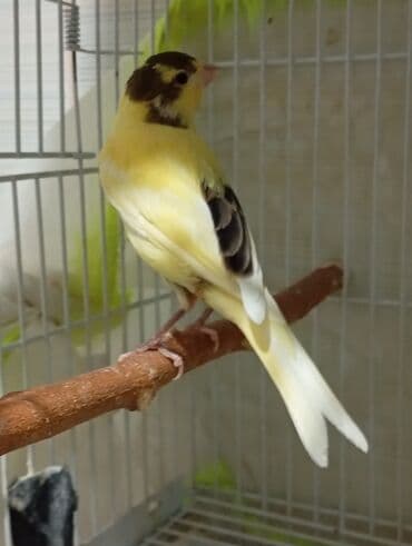 tutu quşları: Bülbül cavan ərkək qiymət birinə ayitdi Sarı rəngli kanareyalar – — 7