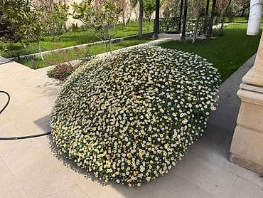 gencede evler 2019: Bakı, Buzovna, 220 kv. m, 4 otaqlı, Hovuzsuz — 9