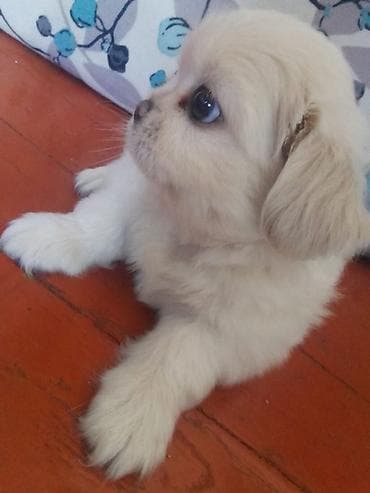 inek bala: Pekines, 1 ay, Dişi, Peyvəndli — 4