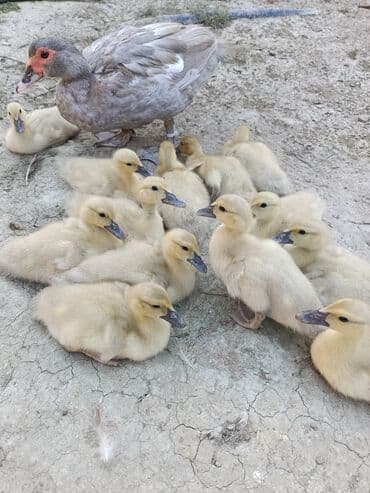 ördək balası və cücə: Muscovy (barbarı) ördəkləri – bala və yeniyetmə yaşda sürü - Rəng — 3