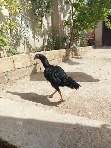 Heyvanlar üçün mallar: Xoruz, Heyratı, il: 1, Ödənişli çatdırılma — 15