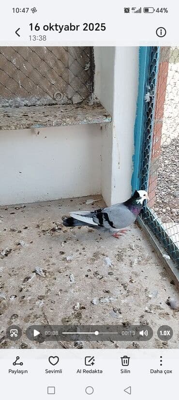 той пудель цена в баку: Nadir rəngli poçt göyərçini - Növ: poçt/yarış göyərçini - Rəng: açıq — 1