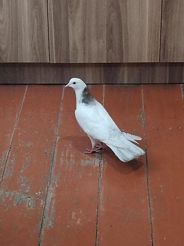 goyərcin: Ebreş Boyun maya 16 tükdü uzun heyvandı dizdən cılpağdı Ünvan Fatmayı — 3