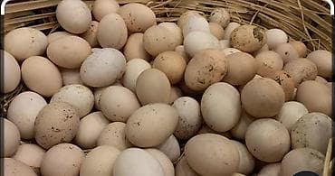 Keyfiyyətli, təbii və təzə kənd yumurtası. 0.40 qəpik — 1