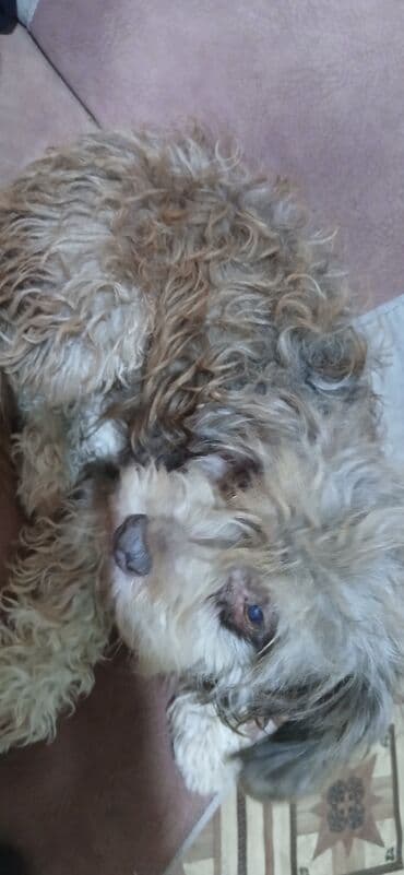 coban it adlari: 4 il, Erkek, Peyvəndli, Ünvandan götürmə — 4