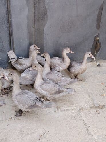 ördək balası və cücə: Muscovy (barbarı) ördəkləri – bala və yeniyetmə yaşda sürü - Rəng — 5