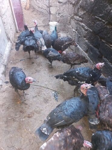 hind quşu cucesi: Erkək, Ətlik — 5