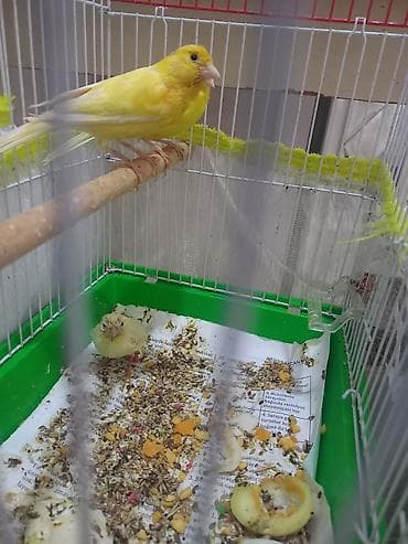 bülbül quşu: 1 cüt +1 bala 160m teç erkecler 60m — 1