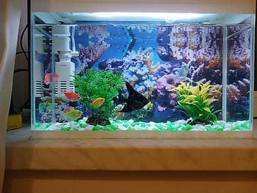 Dördbucaq akvarium, Balıqlarla birlikdə, 15 l — 2