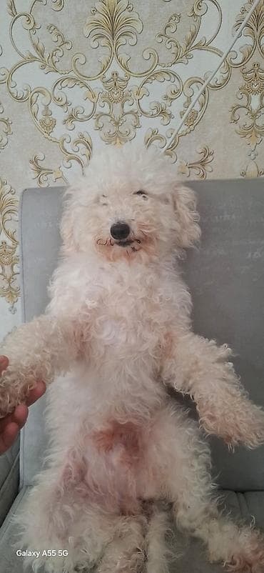 Pudel, 2 il, Dişi, Cütləşmə üçün